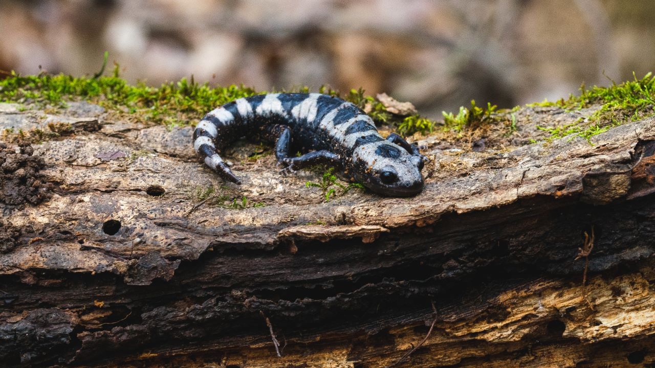 Get It Growing: Can dead wood be good?